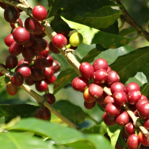 July Single Origin Mexico Sierra Azul Specialty Organic JAS